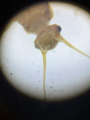 Valley Forestfly