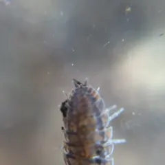 Common Rough Woodlouse thumbnail 3