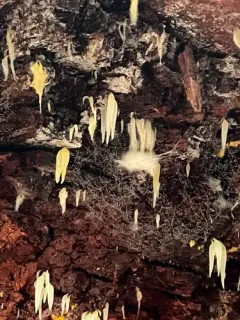 Mucronella bresadolae thumbnail 3