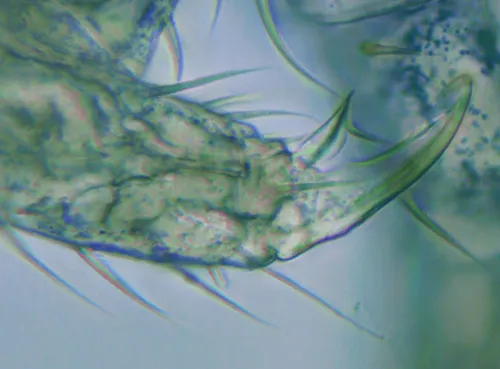 Folsomia prima
