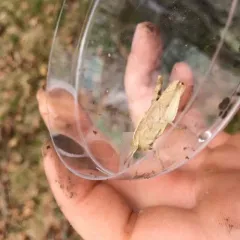Green-striped Grasshopper thumbnail 4