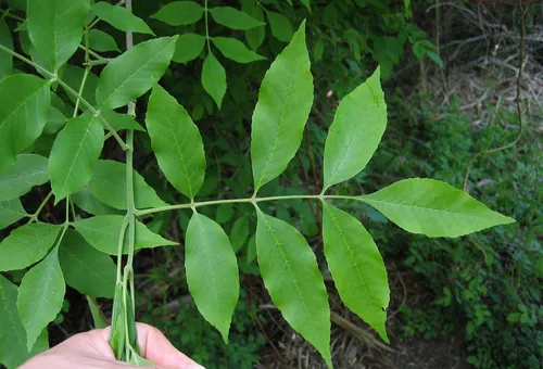 green ash