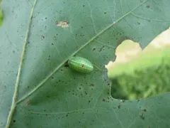Red-eyed Button Slug Moth thumbnail 4