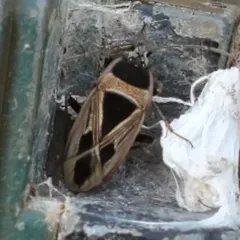 Mediterranean Seed Bug thumbnail 2