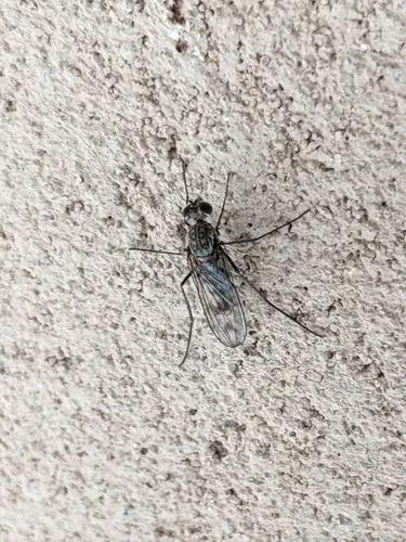 Liancalus genualis