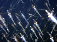 Mysis gaspensis thumbnail 1
