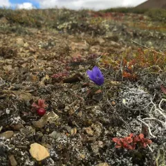 Mountain Harebell thumbnail 2