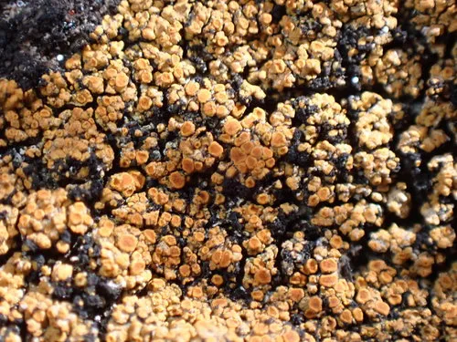 Orange Atoms