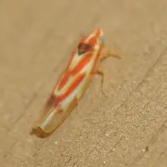 Erythridula praecisa thumbnail 4