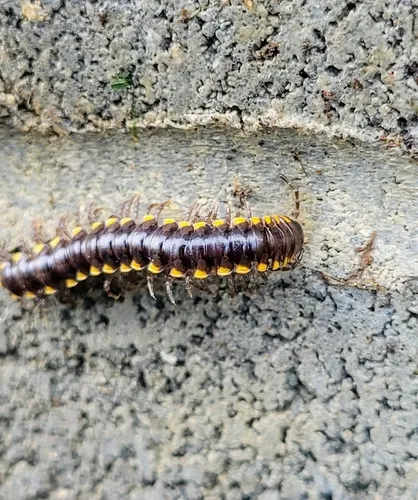 Harpaphe telodonta