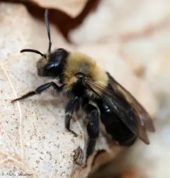 Regular Mining Bee thumbnail 4