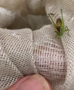 Straight-lanced Meadow Katydid thumbnail 3