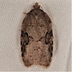 Lesser Maple Leafroller thumbnail 3