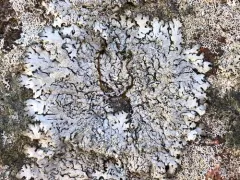 Rock Axil-bristle Lichen thumbnail 2