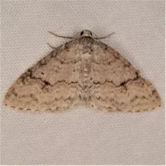 Brown-shaded Carpet Moth thumbnail 2