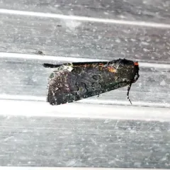 Black Arches thumbnail 1