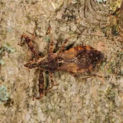 Spiny Assassin Bug thumbnail 4