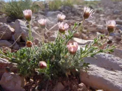 Big Horn Fleabane thumbnail 1