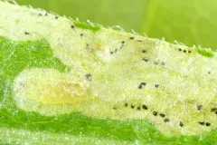 Phytomyza astotinensis thumbnail 1