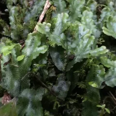 Great Scented Liverwort thumbnail 4