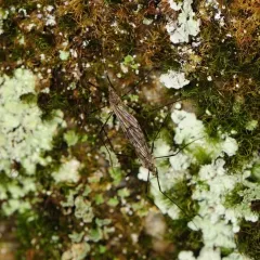 Ormosia romanovichiana thumbnail 4