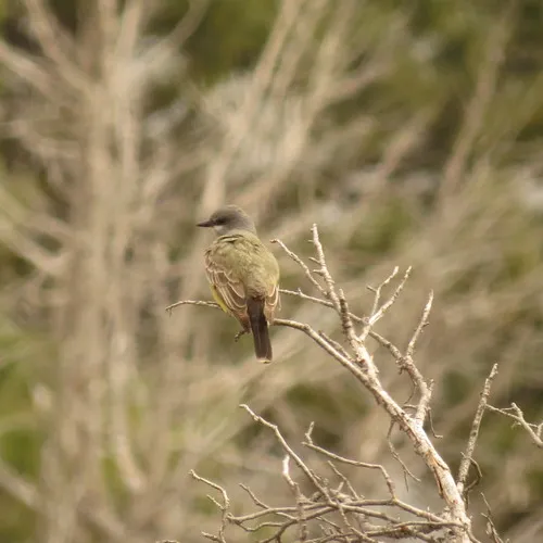 Cassin's Kingbird