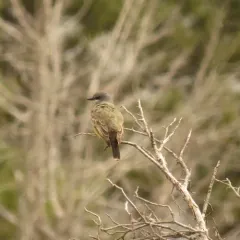 Cassin's Kingbird thumbnail 1