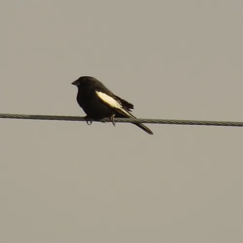 Lark Bunting