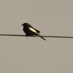 Lark Bunting thumbnail 1