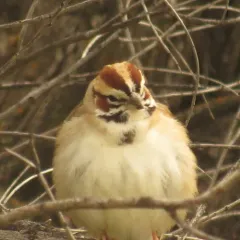 Lark Sparrow thumbnail 3