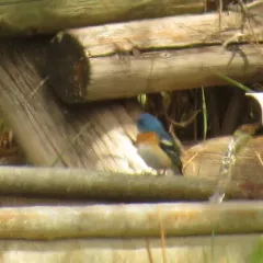 Lazuli Bunting thumbnail 3