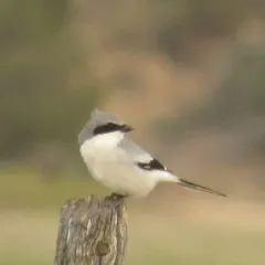 Loggerhead Shrike thumbnail 3