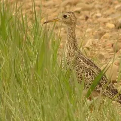 Upland Sandpiper thumbnail 3