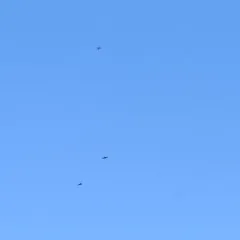 Chimney Swift thumbnail 3