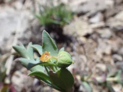 horned spurge thumbnail 3