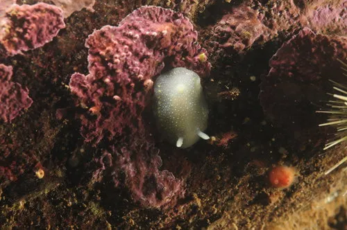 White Atlantic Cadlina