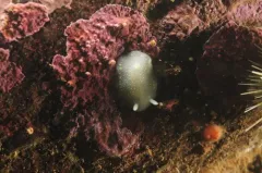 White Atlantic Cadlina thumbnail 1
