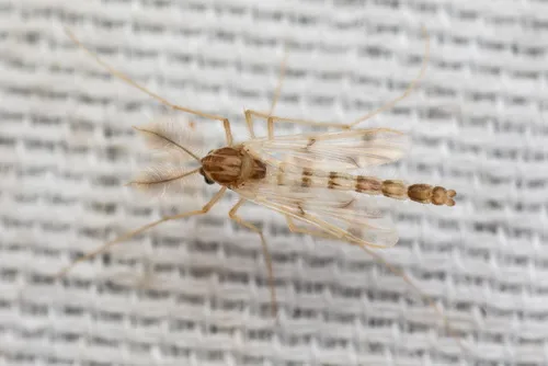Thienemannimyia norena
