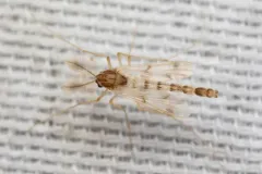 Thienemannimyia norena thumbnail 1
