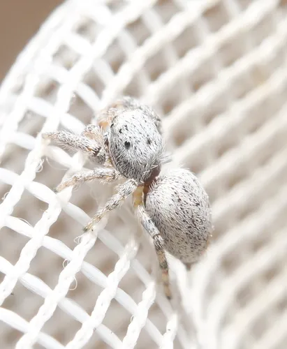 Pelegrina helenae