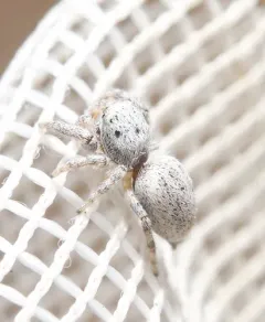 Pelegrina helenae thumbnail 1