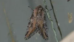 Hadenella pergentilis thumbnail 1