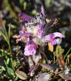 Hairy Lousewort thumbnail 2