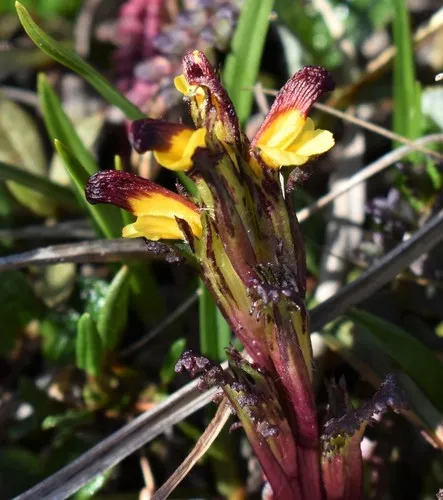 red-tipped lousewort