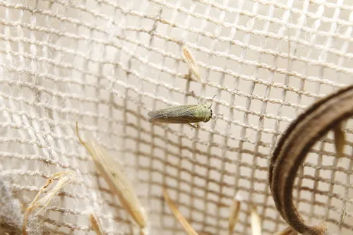Cicadula ciliata