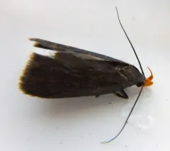 Dichomeris purpureofusca thumbnail 3