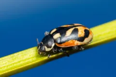 American Lady Beetle thumbnail 2