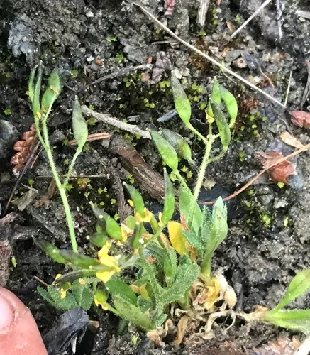 Scotter’s Draba