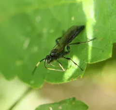 Cratichneumon viator thumbnail 1
