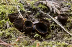Plectania harnischii thumbnail 4